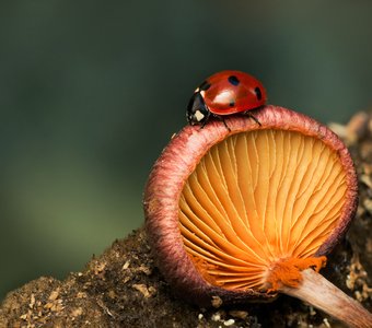 В мире маленьких грибов
