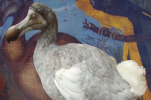 В США запустили проект по «воскрешению» вымершей птицы додо