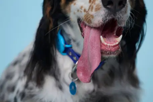 Собака с самым длинным языком попала в Книгу рекордов Гиннесса