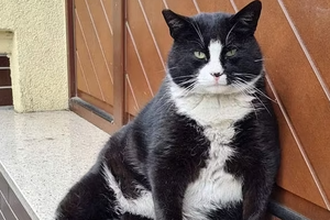 Толстый кот стал самой популярной достопримечательностью польского города