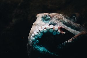 Японские ученые записали мозговую активность осьминогов. Почему это важно?
