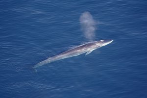 Туристы случайно увидели редчайшее скопление тысячи китов