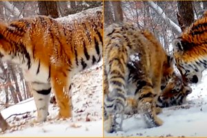 Зов матери-тигрицы в «Земле леопарда» впервые попал на видео