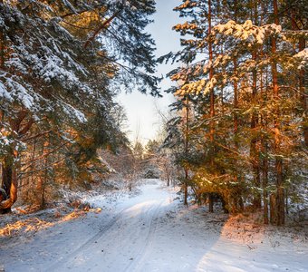 В горячих лучах зимнего солнца