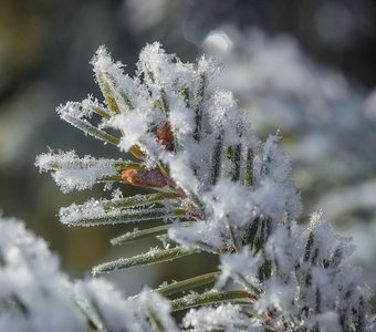 Пушистые иголочки