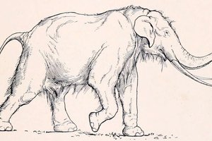 Добыча неандертальцев: один такой слон был больше мамонта и кормил племя целый месяц