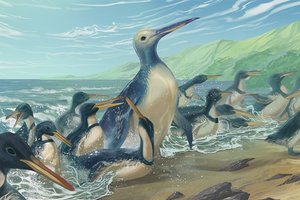 В Новой Зеландии обнаружили окаменелость самого гигантского пингвина в истории