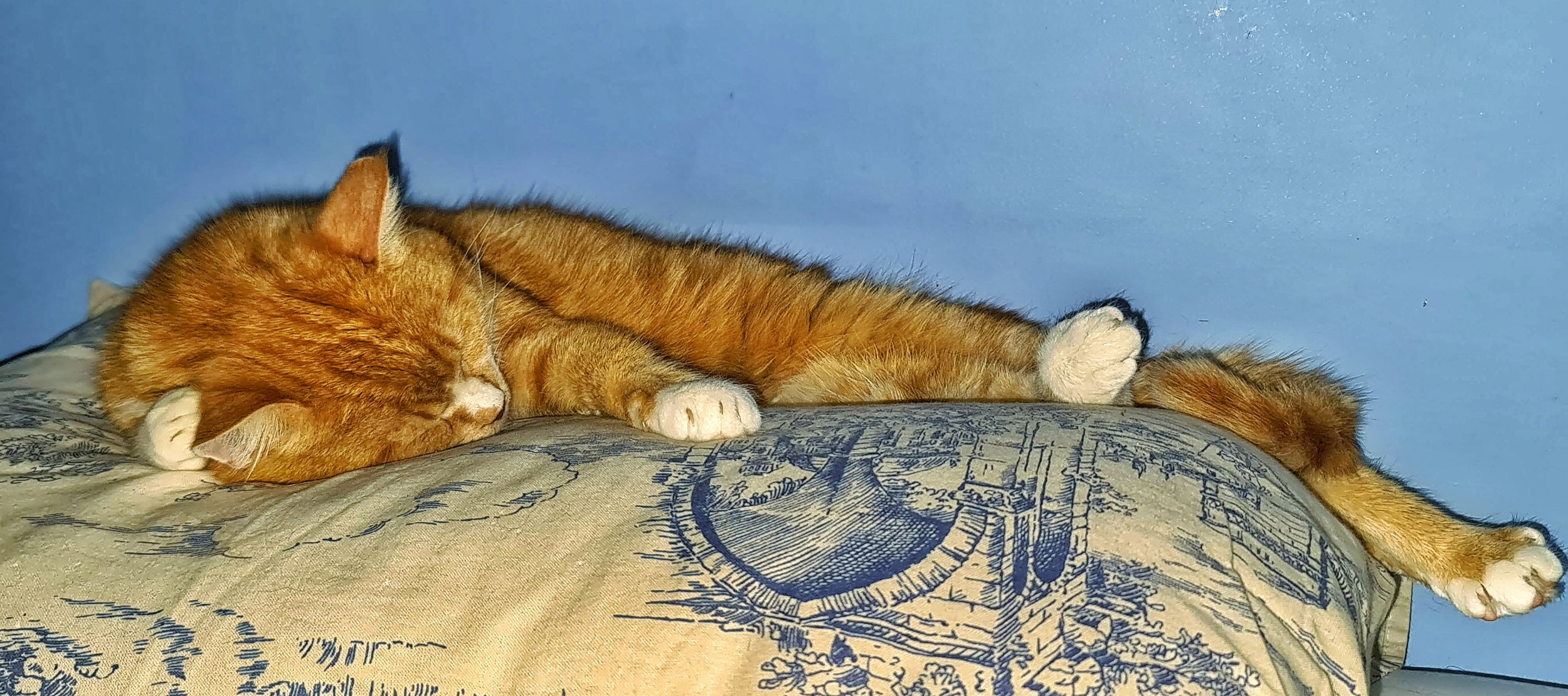 Заразительно уютный сон Рыжего кота