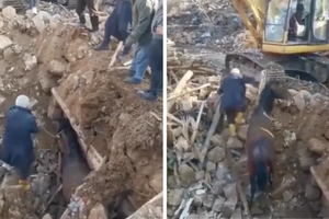Лошадь извлекли из-под завалов через три недели после землетрясения в Турции