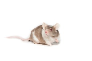 В Японии ученые получили потомство от двух самцов мышей