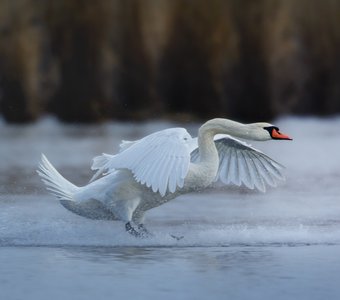 Мокрая посадка.