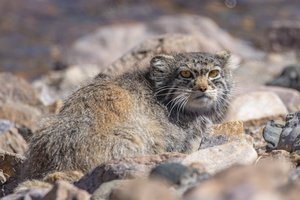 Манулы покорили Эверест: учёные нашли их следы на самой высокой горе в мире