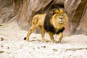 Лев из зоопарка передал COVID-19 своим смотрителям