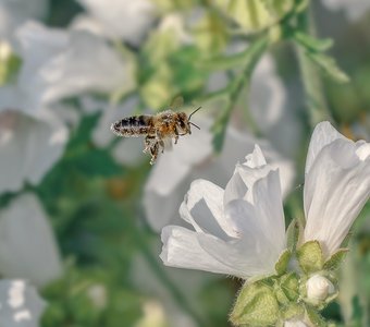Пчёлка в сахаре