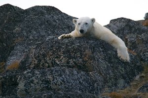 Ученые посчитали белых медведей на острове Врангеля