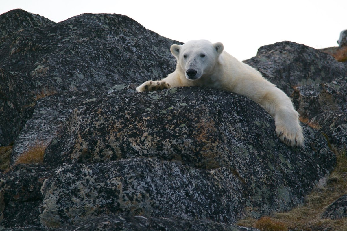 Белый медведь на скале