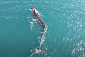 У берегов Испании плавает кит со сколиозом: видео