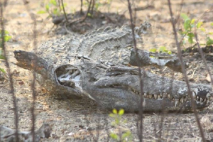В Кении высохло озеро. Вместе с ним погибли тысячи крокодилов