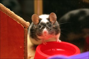 Учёные помогли пьяным мышам протрезветь рекордно быстро