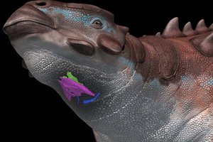 У анкилозавра нашли необычный голосовой аппарат: он похож на птичий