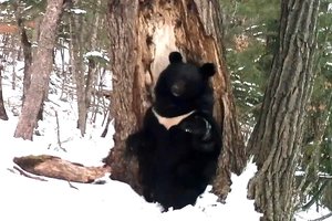Медведь станцевал на скрытую камеру в приморском нацпарке