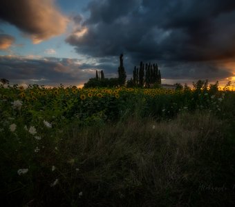 Закат с подсолнухами