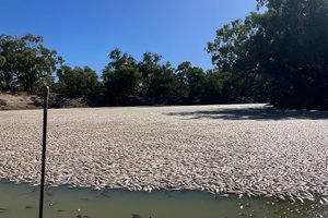 Река из мертвых рыб: экологическая катастрофа в Австралии