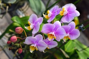 В Японии нашли новый вид орхидеи. Она пряталась у всех на виду