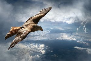 Кажется, палеонтологи раскопали гигантских орлов из «Властелина колец»