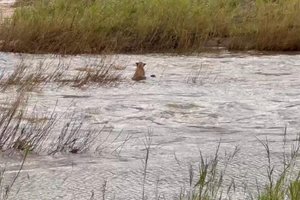 Львица спасает детеныша, которого унесло рекой: видео
