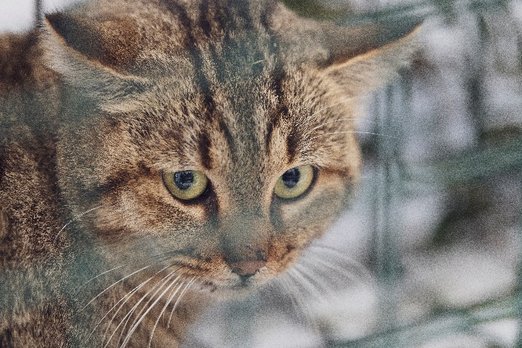 Кошка-лисица из сказок Корсики оказалась неизвестным подвидом