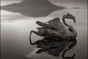 Смертоносное озеро в Танзании превращает животных в камень
