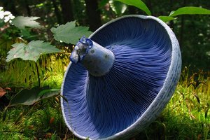 Ученые хотят накормить голубыми грибами всю планету