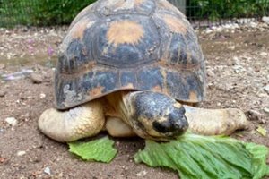 90-летний самец черепахи из зоопарка впервые стал отцом