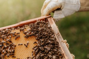 В Европе разработали робот-улей для спасения пчел