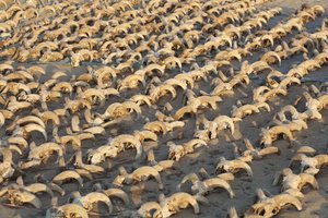В древнеегипетском храме нашли тысячи мумифицированных бараньих голов