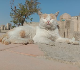 Отдыхающий кот в г. Бухара
