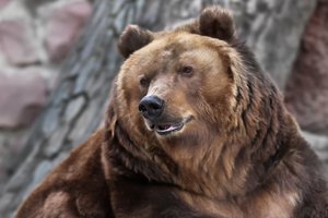 Весна пришла: в Московском зоопарке проснулись медведи