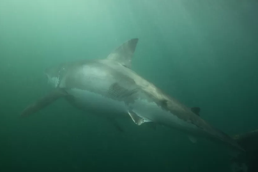 Большая белая акула чудом выжила после нападения косаток