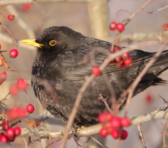 Красное на черном