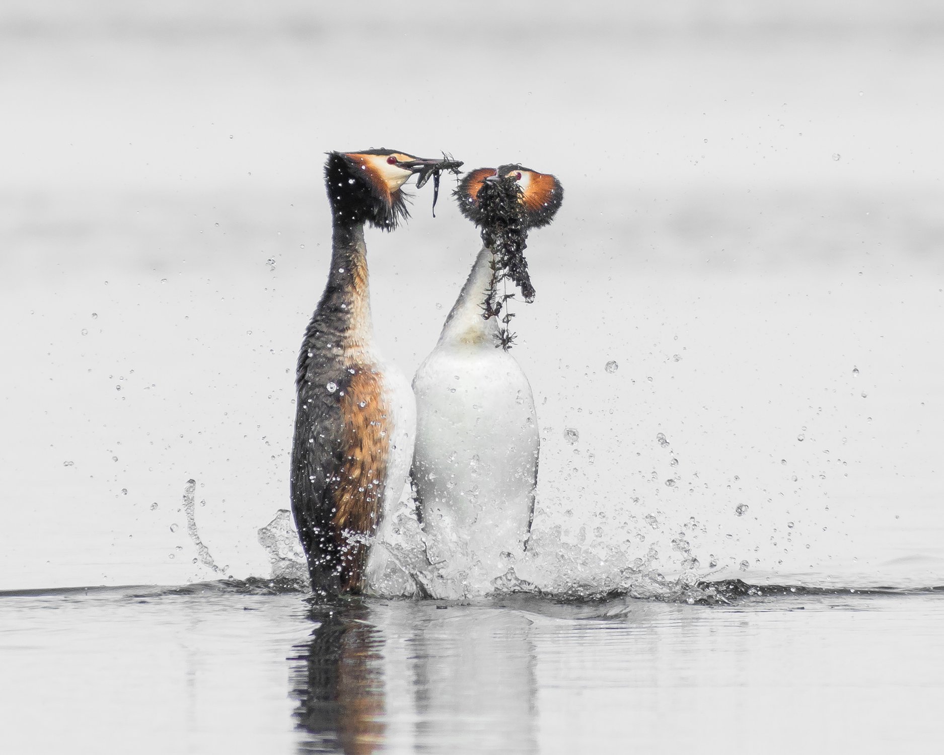 Танцы на воде