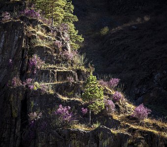 Висячие сады Алтая