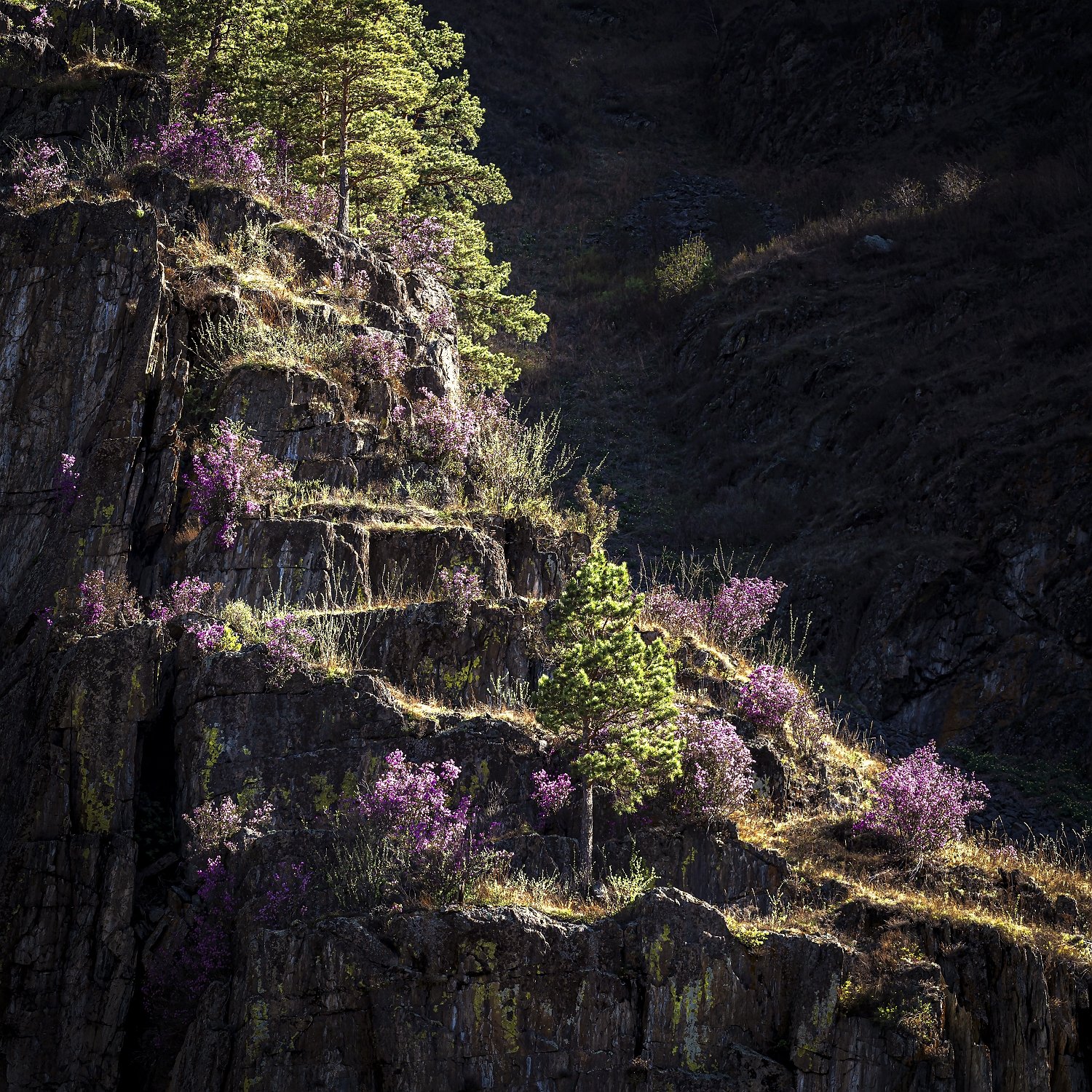 Висячие сады Алтая