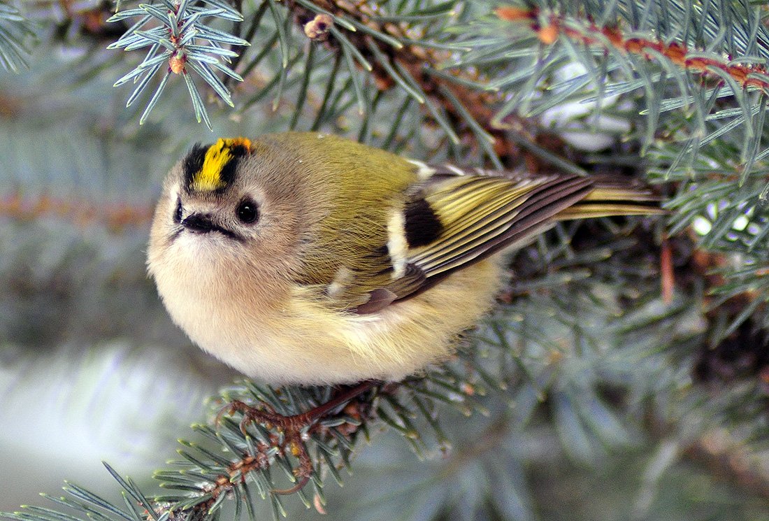 Желтоголовый королек (Regulus regulus)