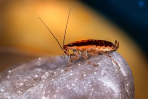 Как сахарные ловушки изменили процесс спаривания тараканов