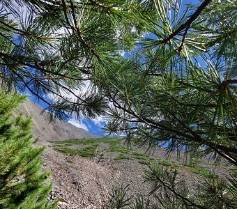 В кедровом стланнике