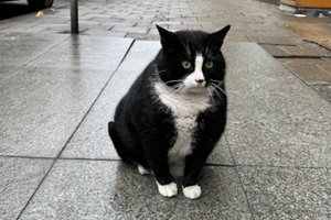 В Польше попытались похитить знаменитого толстого кота