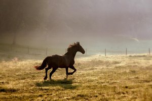 Люди оседлали лошадей уже 5000 лет назад
