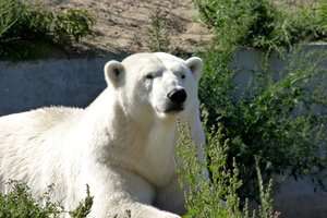 В российском зоопарке утонула белая медведица