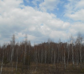 Лес и небо